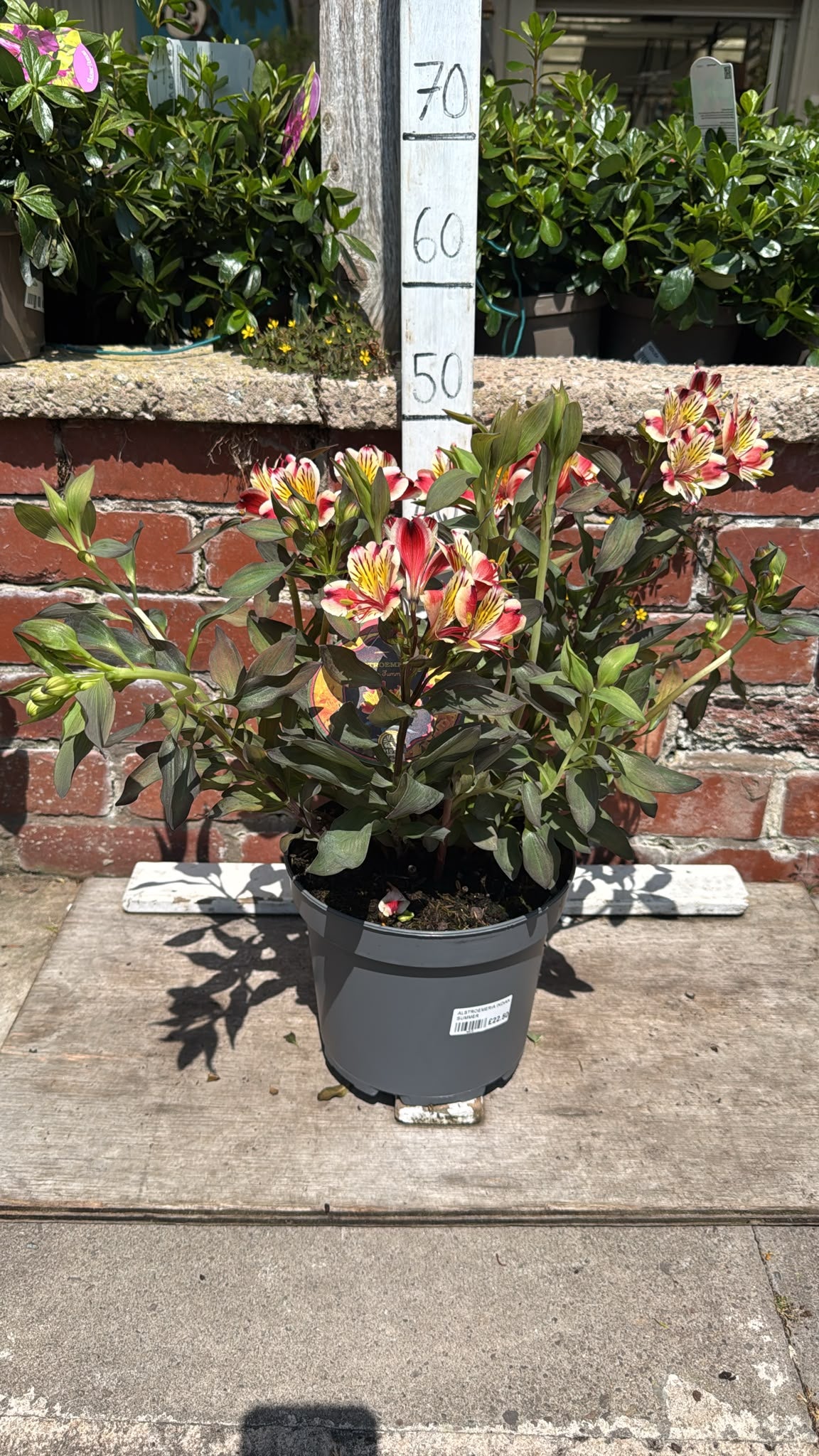Alstromeria 'Indian Summer' 5L