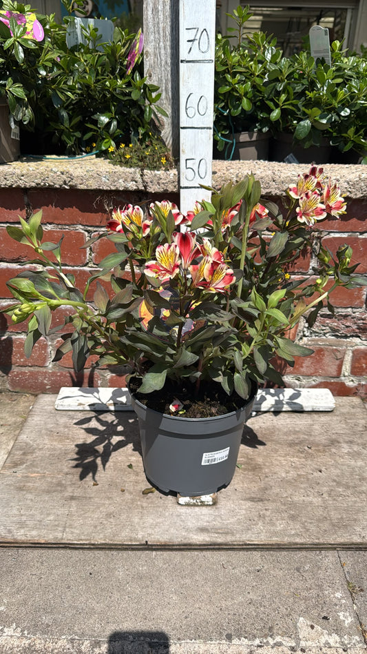 Alstromeria 'Indian Summer' 5L