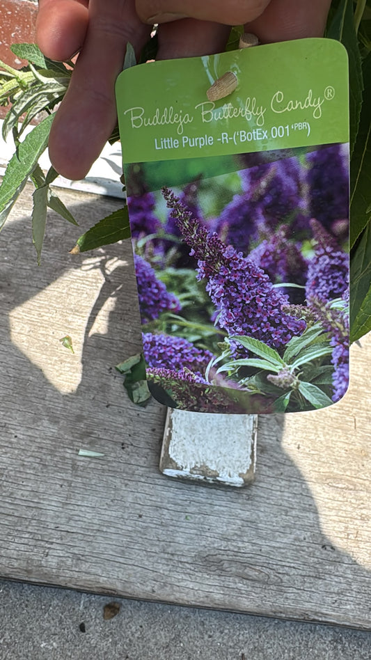 Buddleja Butterfly Candy 3L