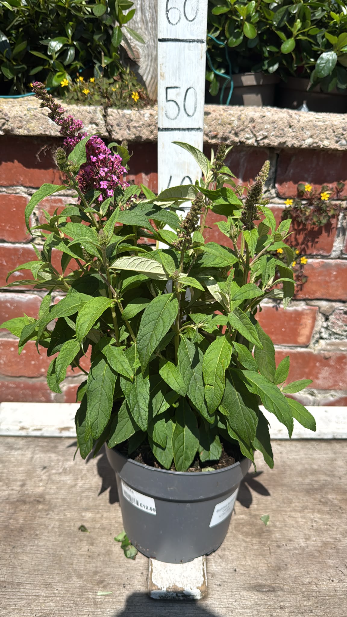 Buddleja Butterfly Candy 3L