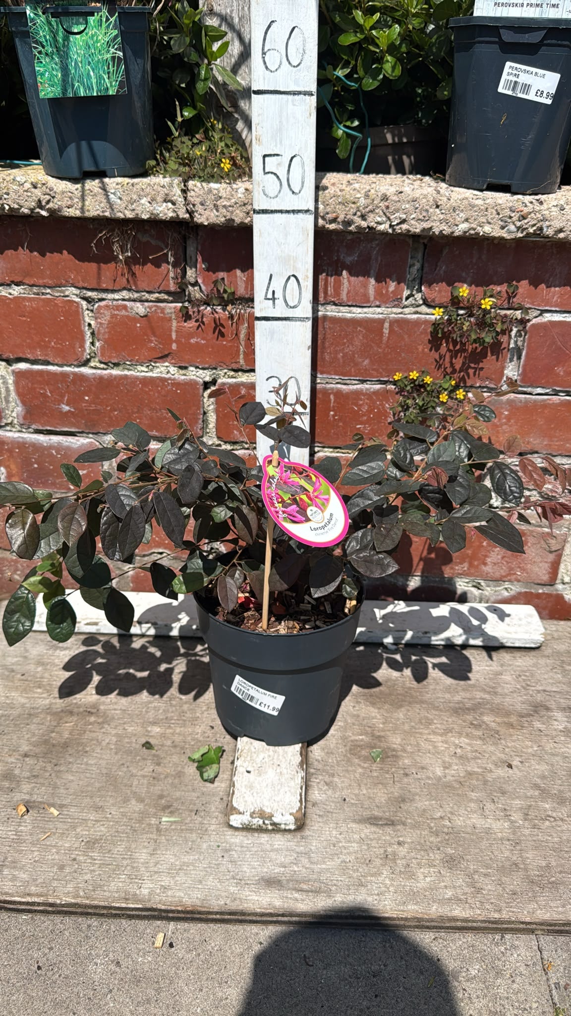 Loropetalum Fire Dance 2L