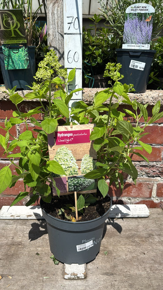 Hydrangea Paniculata Limelight 5L