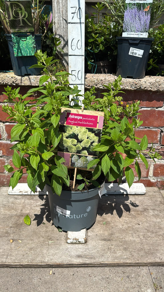 Hydrangea Paniculata Magical Matterhorn 5L