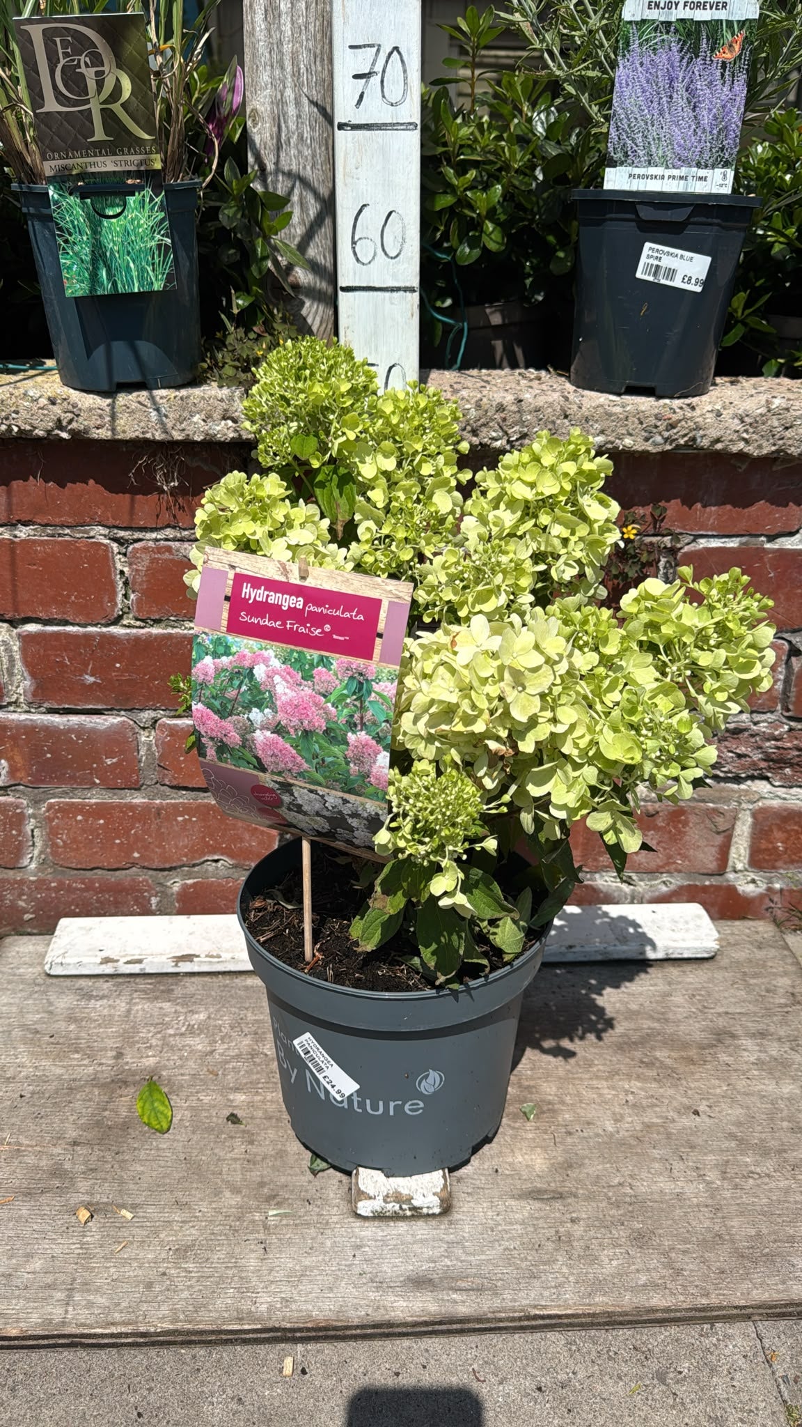 Hydrangea Paniculata Sundae Fraise 5L
