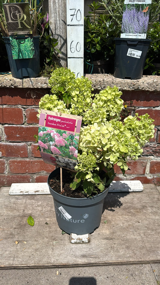 Hydrangea Paniculata Sundae Fraise 5L