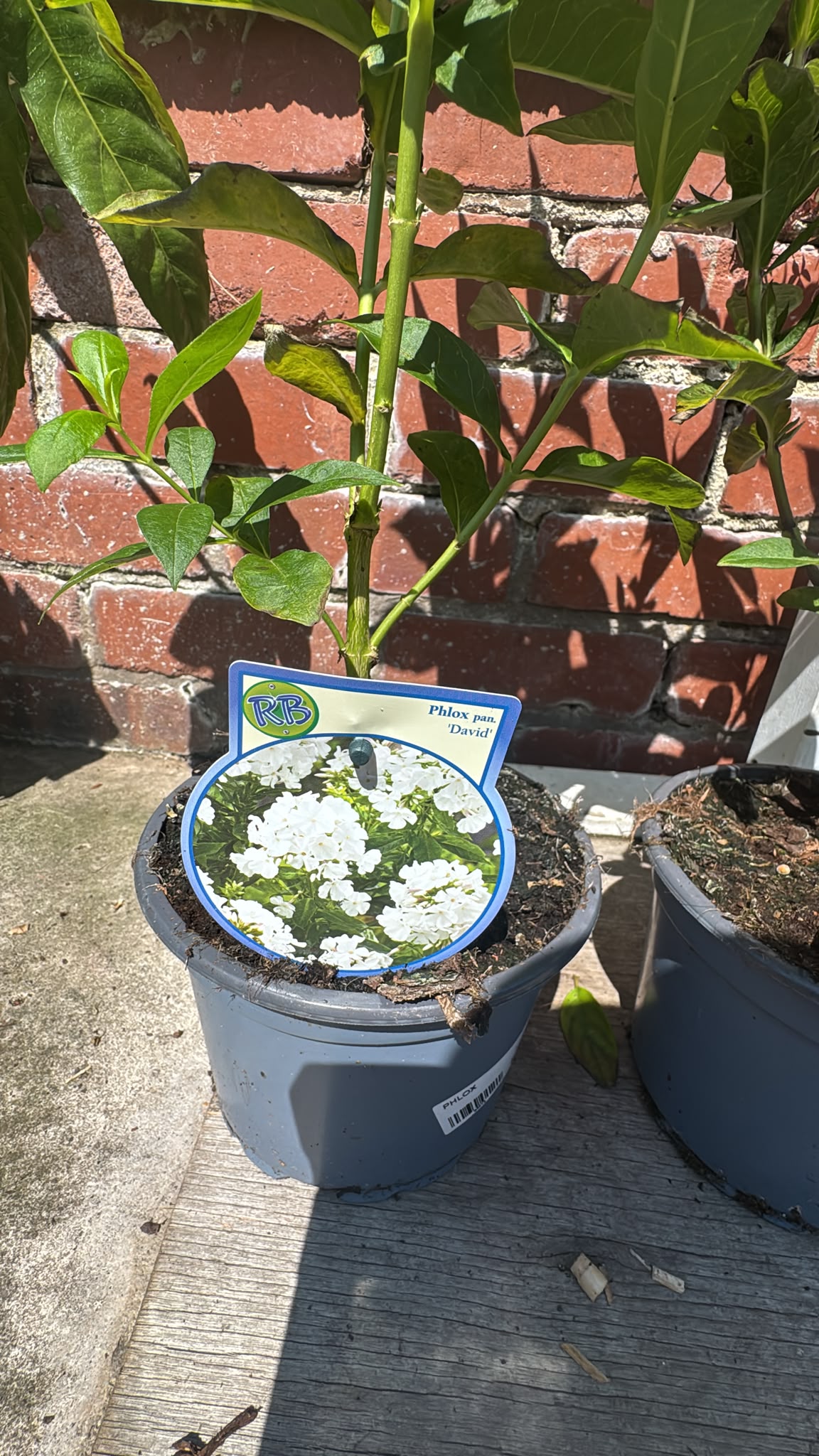 Phlox 2L