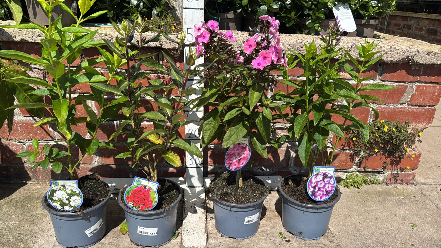 Echinacea 2L