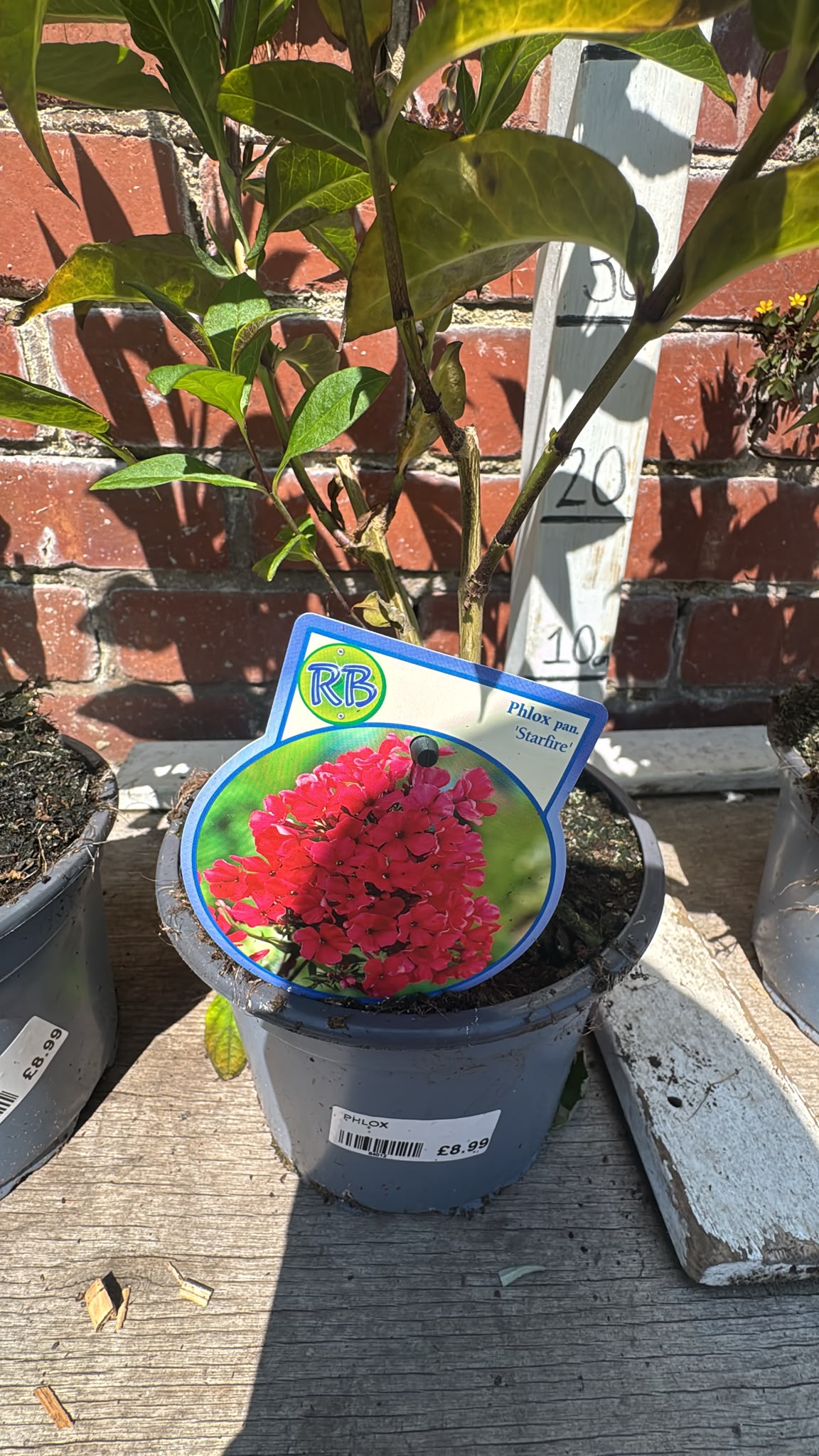 Phlox 2L