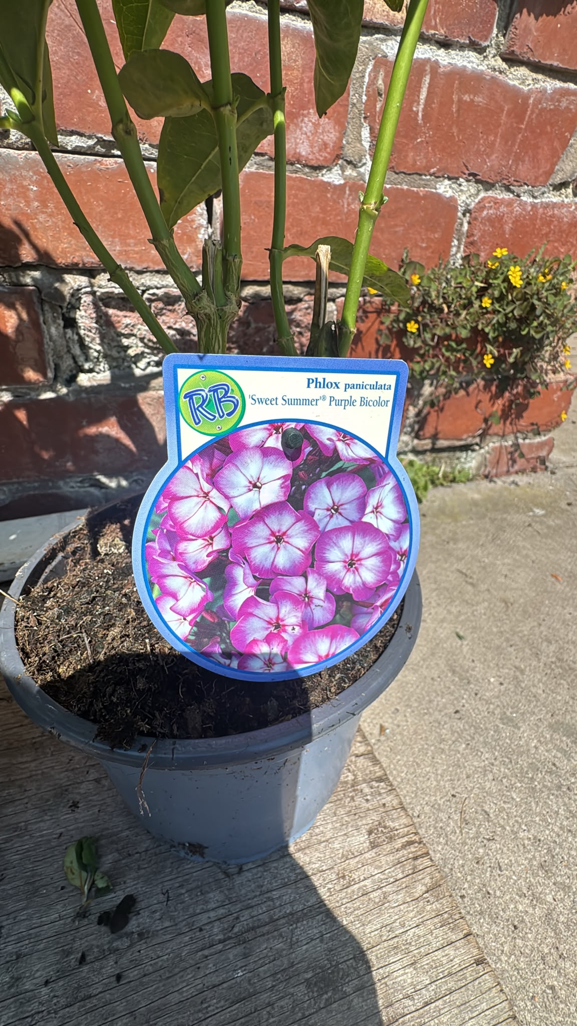 Phlox 2L