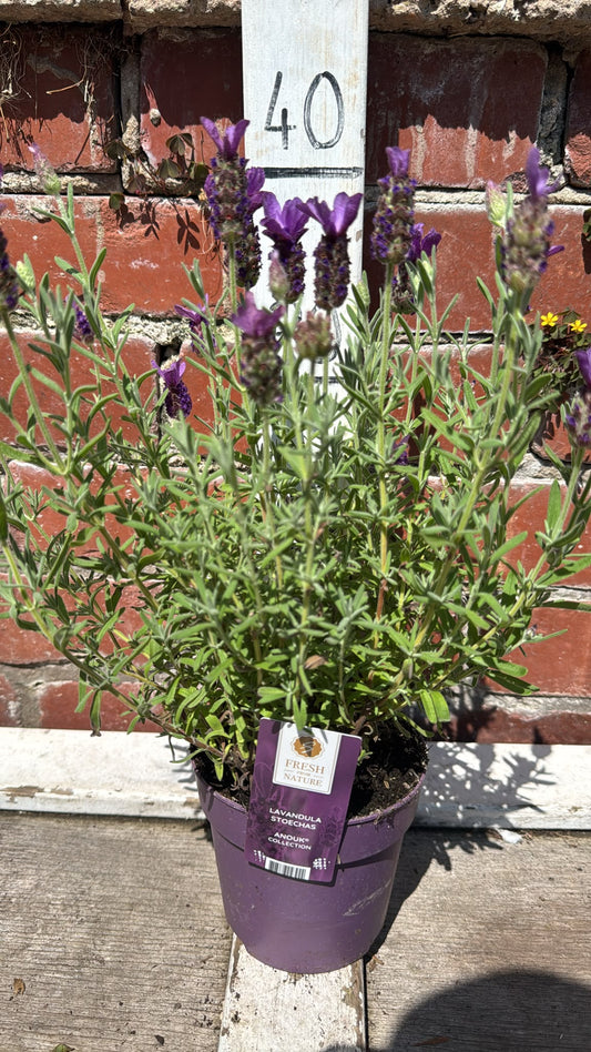 Lavender Anouk