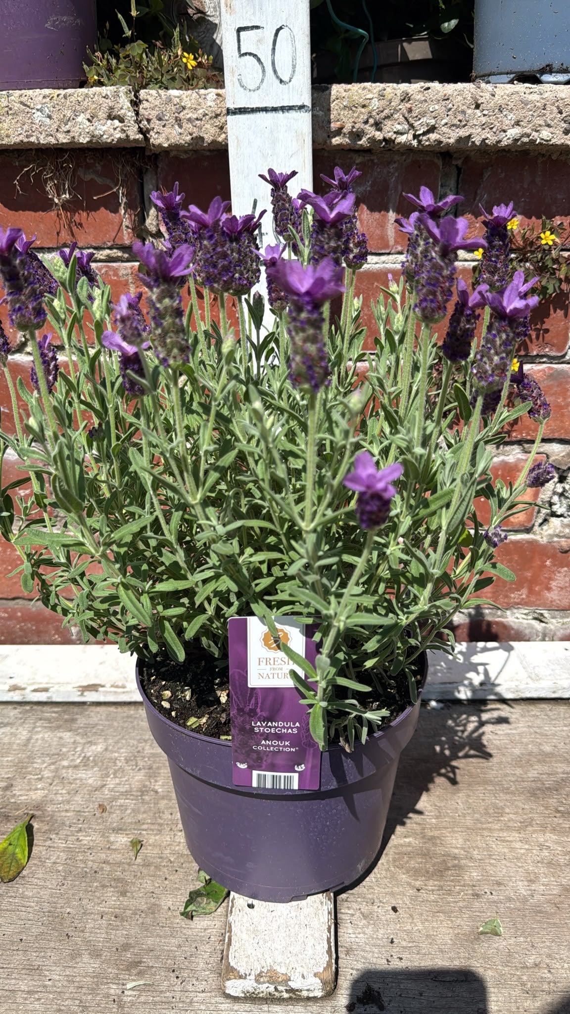 Lavender Anouk 3L