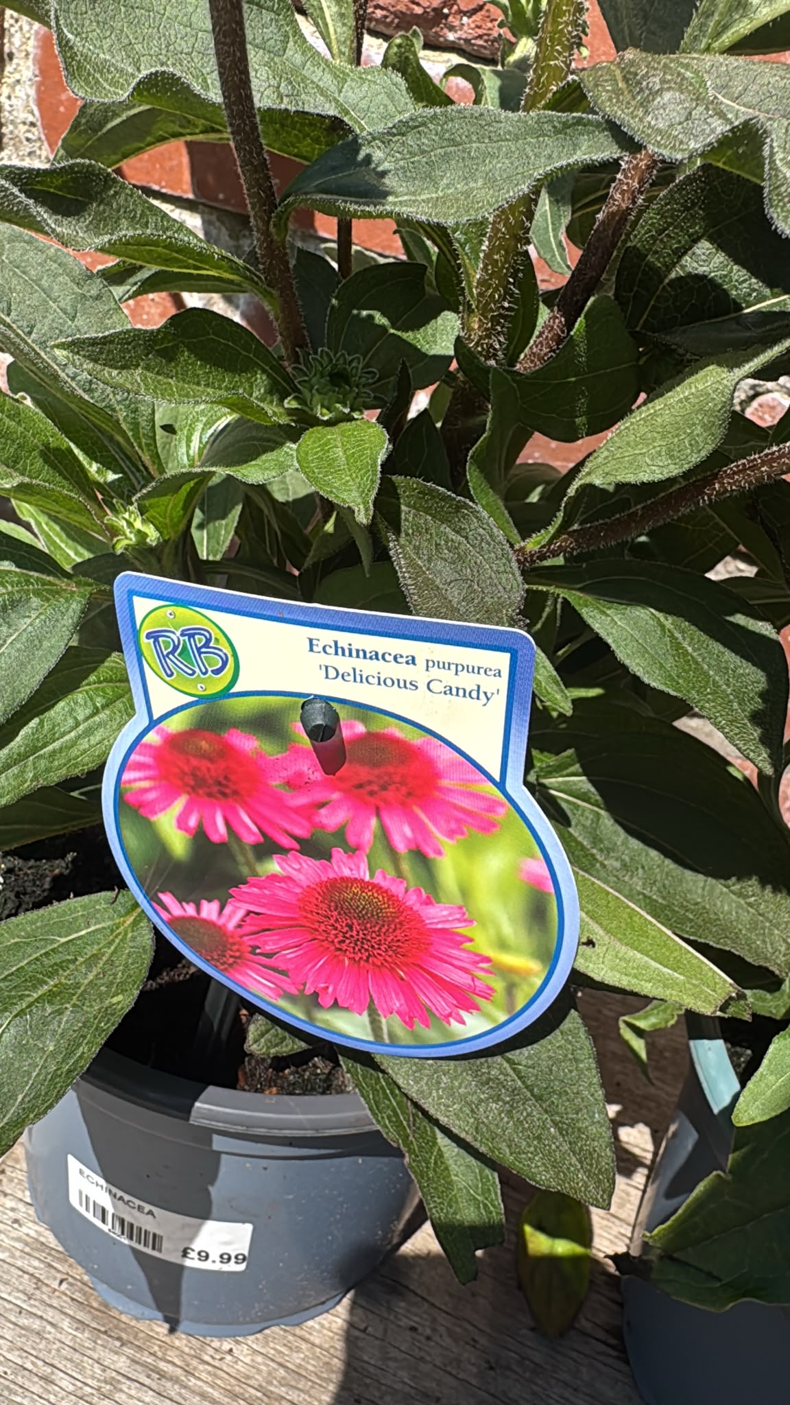 Echinacea 2L