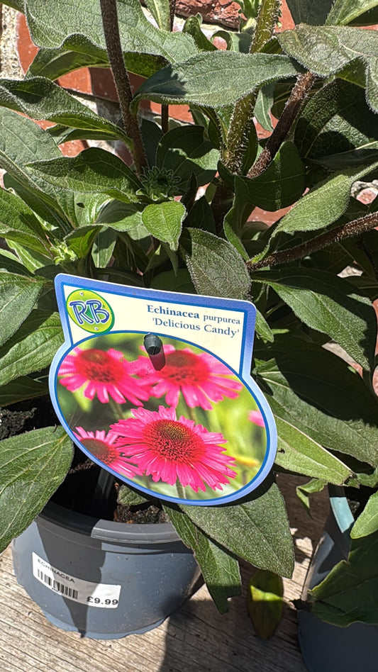 Echinacea 2L