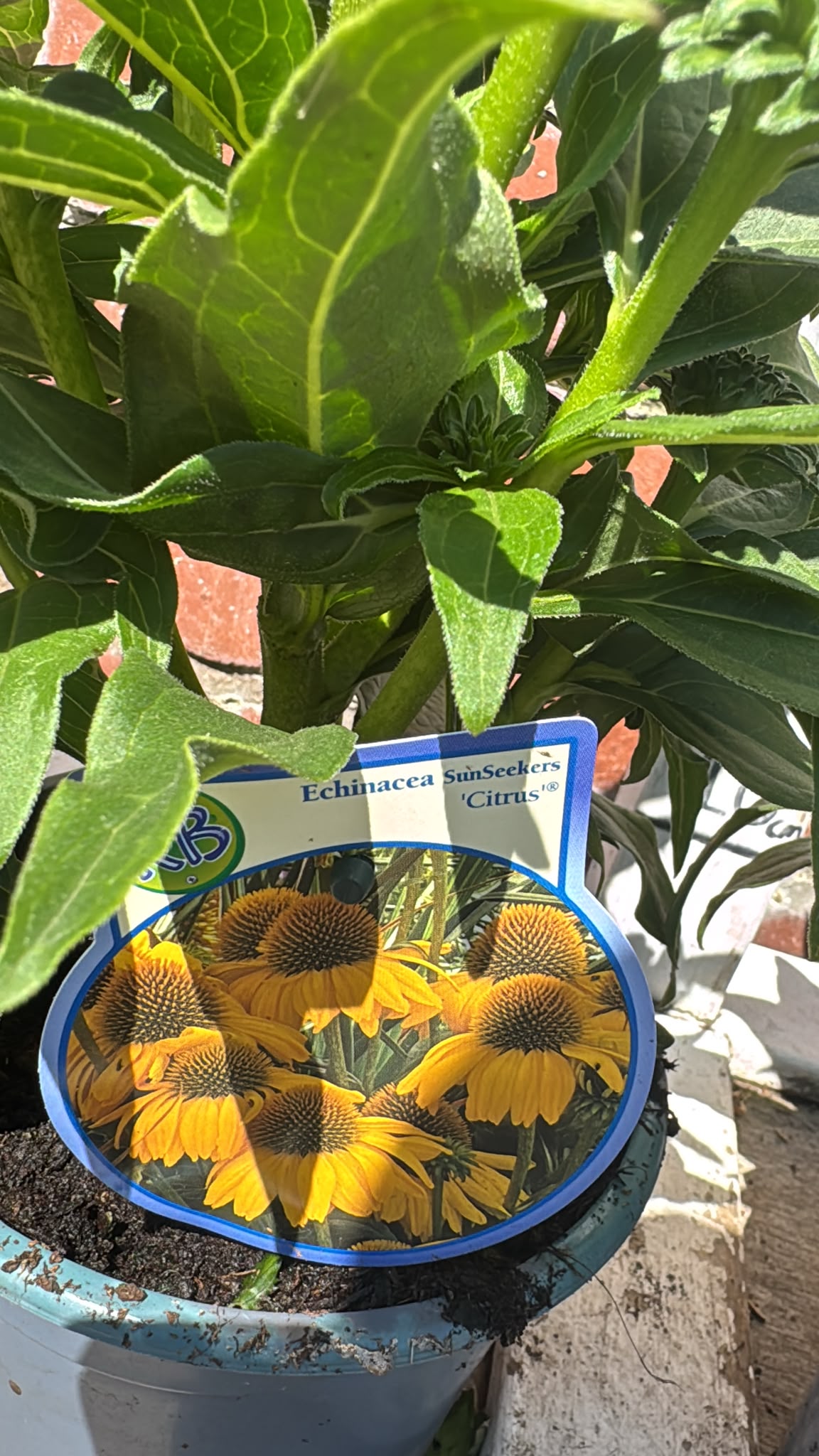 Echinacea 2L
