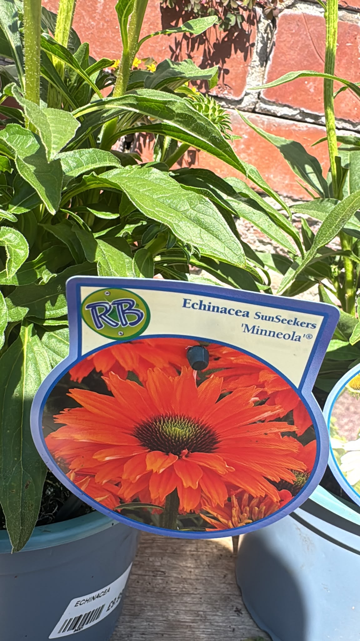 Echinacea 2L