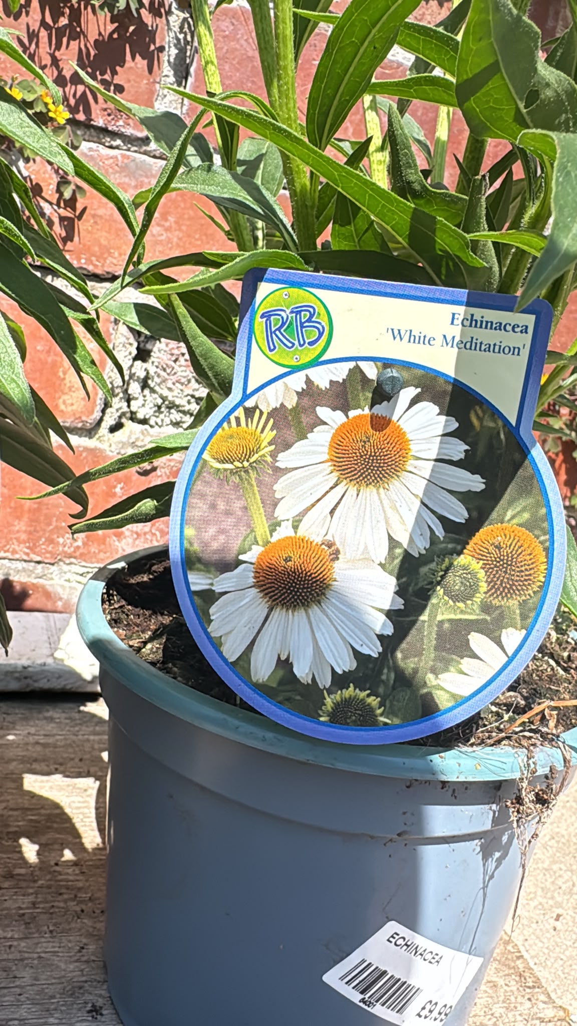 Echinacea 2L