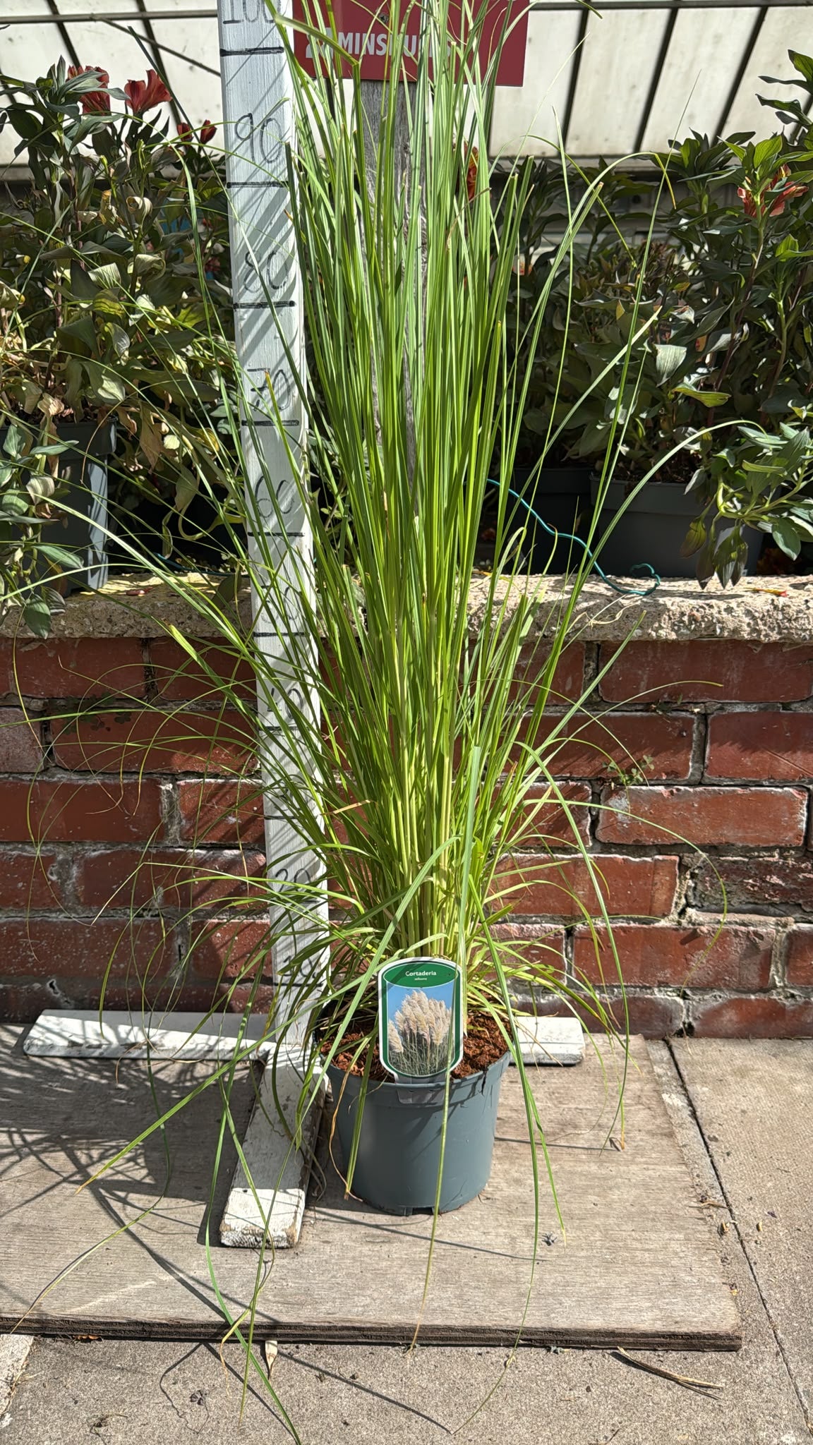Pampas Grass