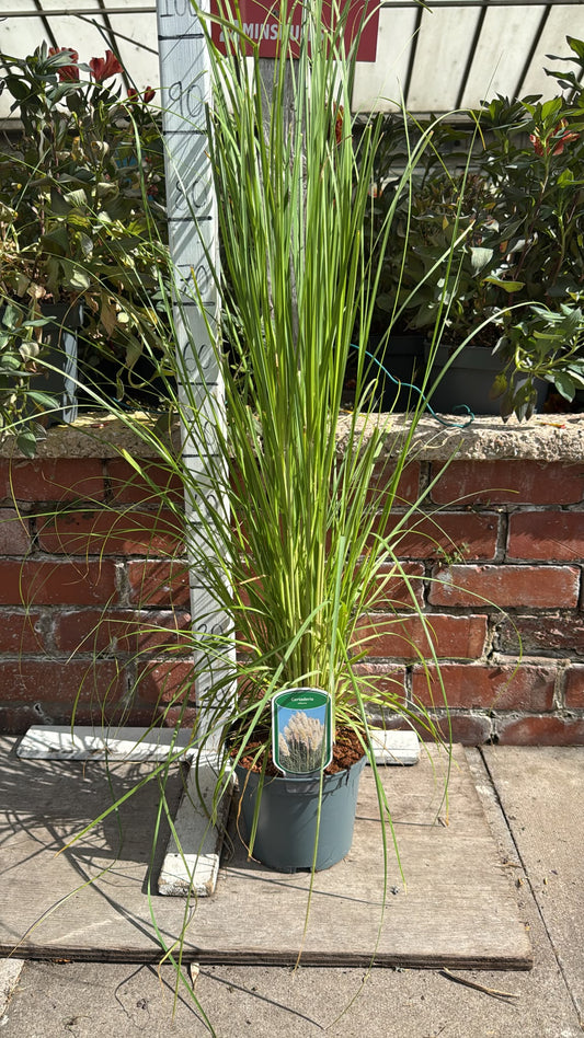 Pampas Grass