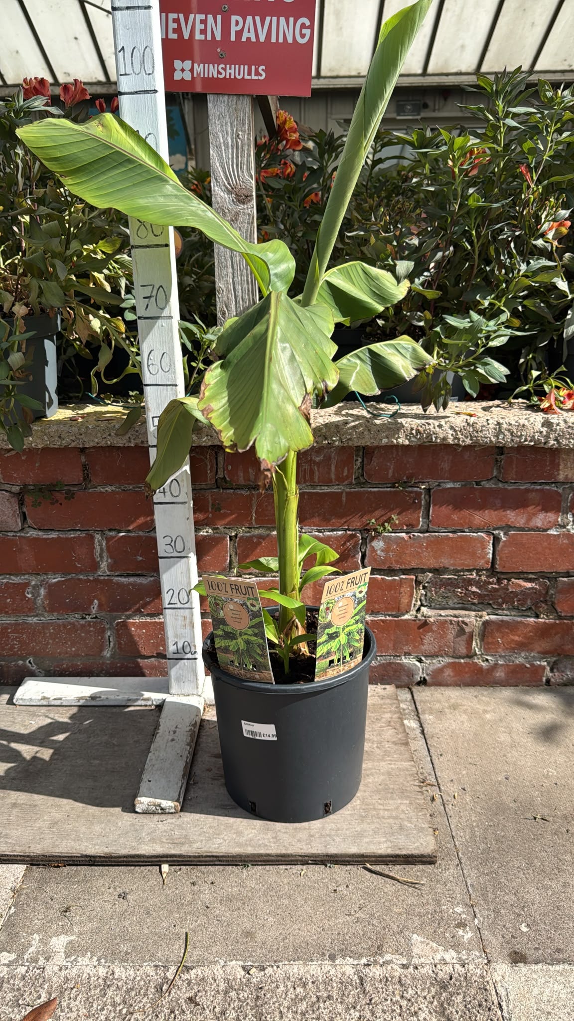 Musa Basjoo Banana 9L
