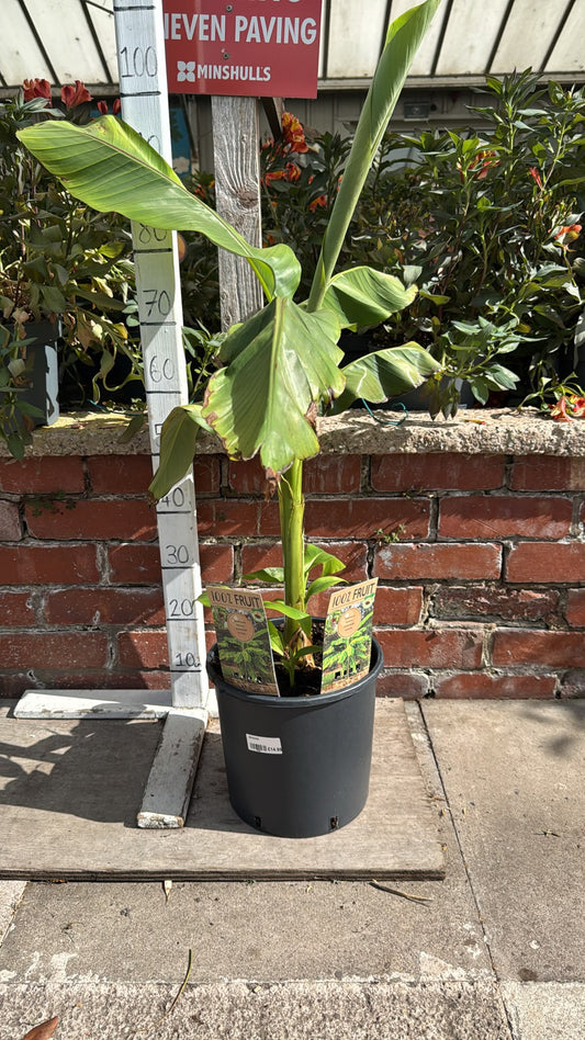 Musa Basjoo Banana 9L