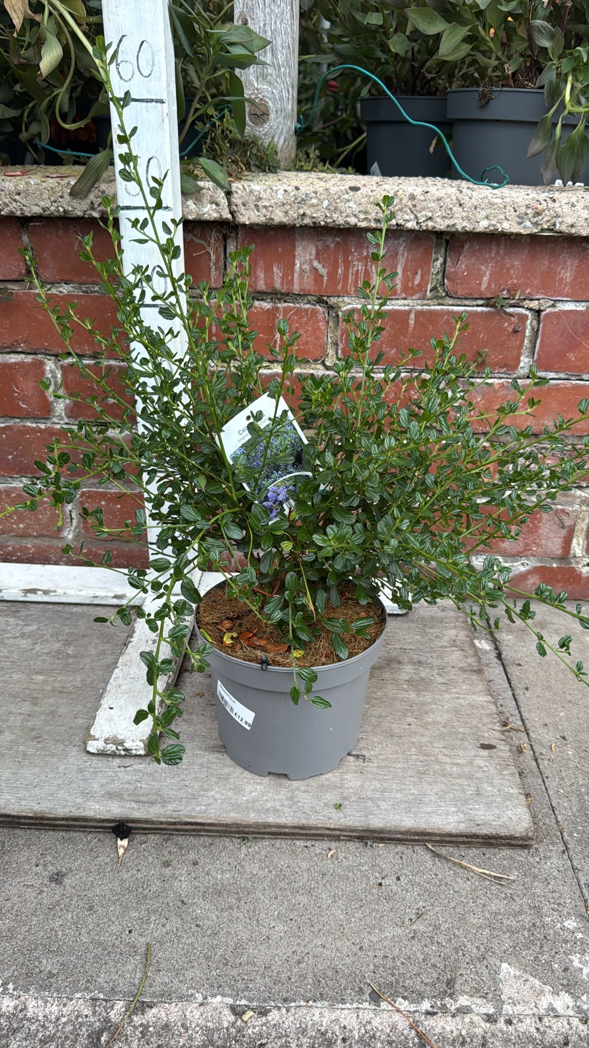 Ceanothus Victoria 3L