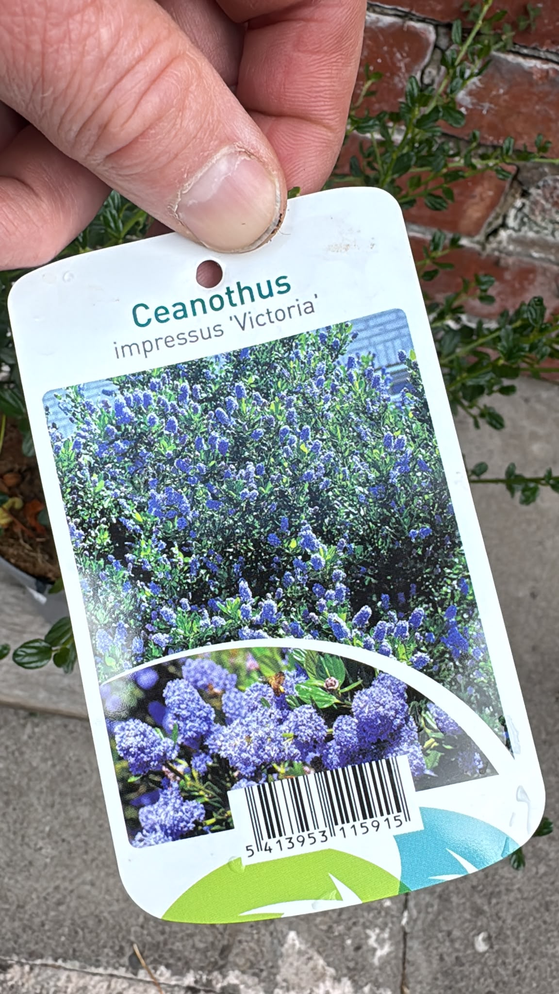 Ceanothus Victoria 3L