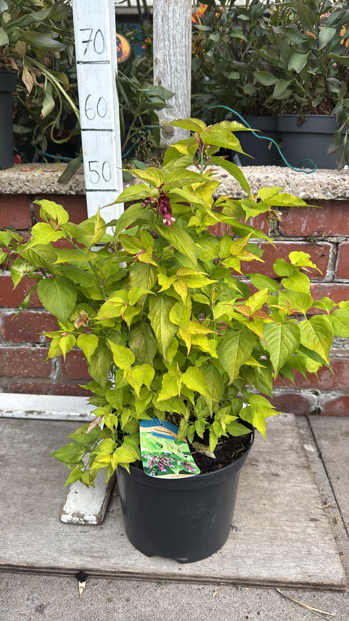 Leycestria 'Golden Lanterns'