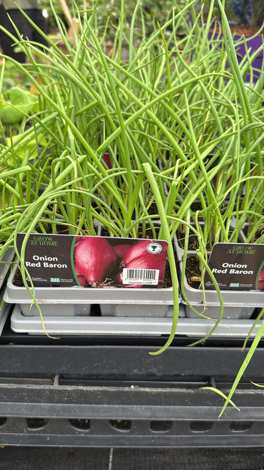 Red onion 'Baron' veg pack.