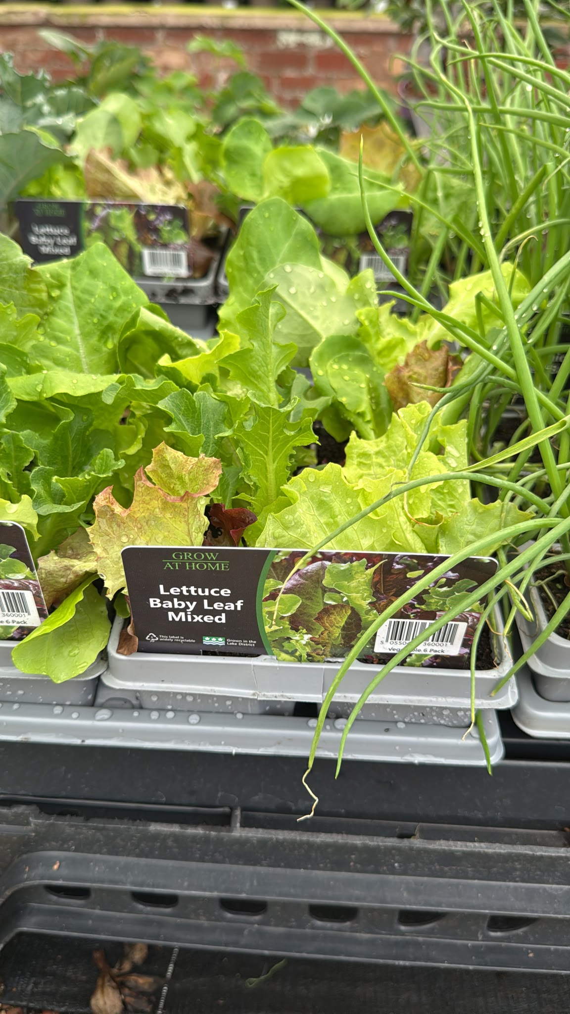 Baby Leaf mixed veg pack