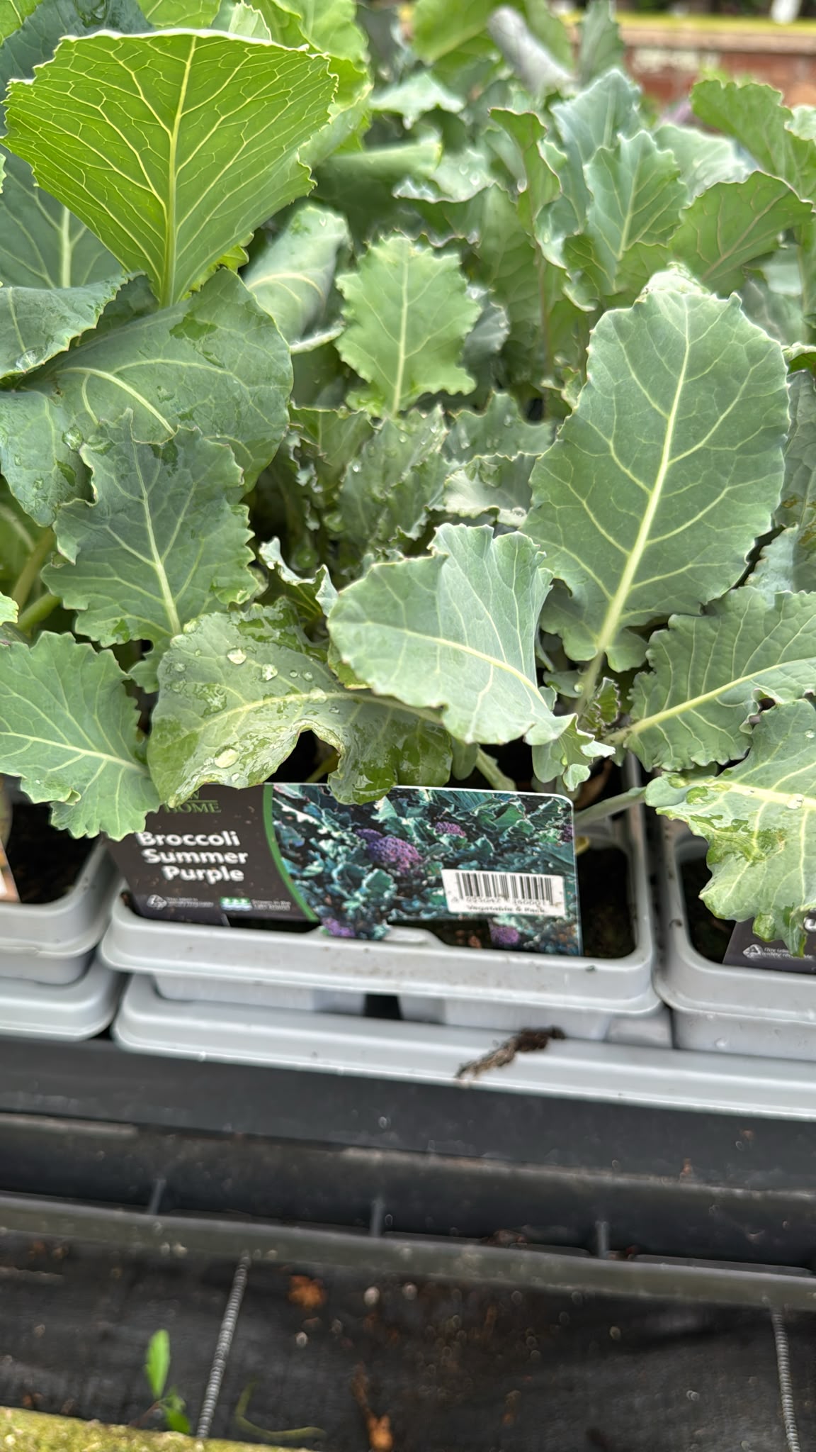 Broccoli Summer Purple veg pack