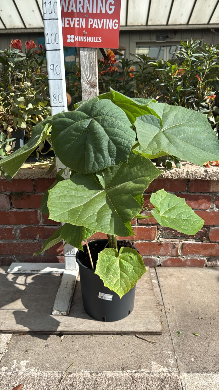 Paulownia Elongata Futuro 9L