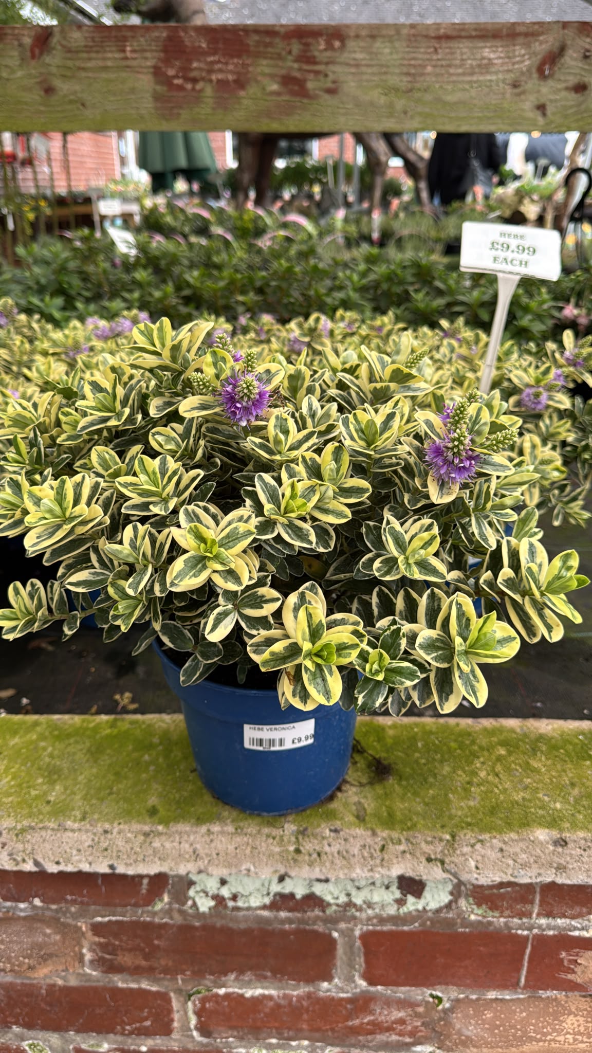 Hebe Veronica 3L