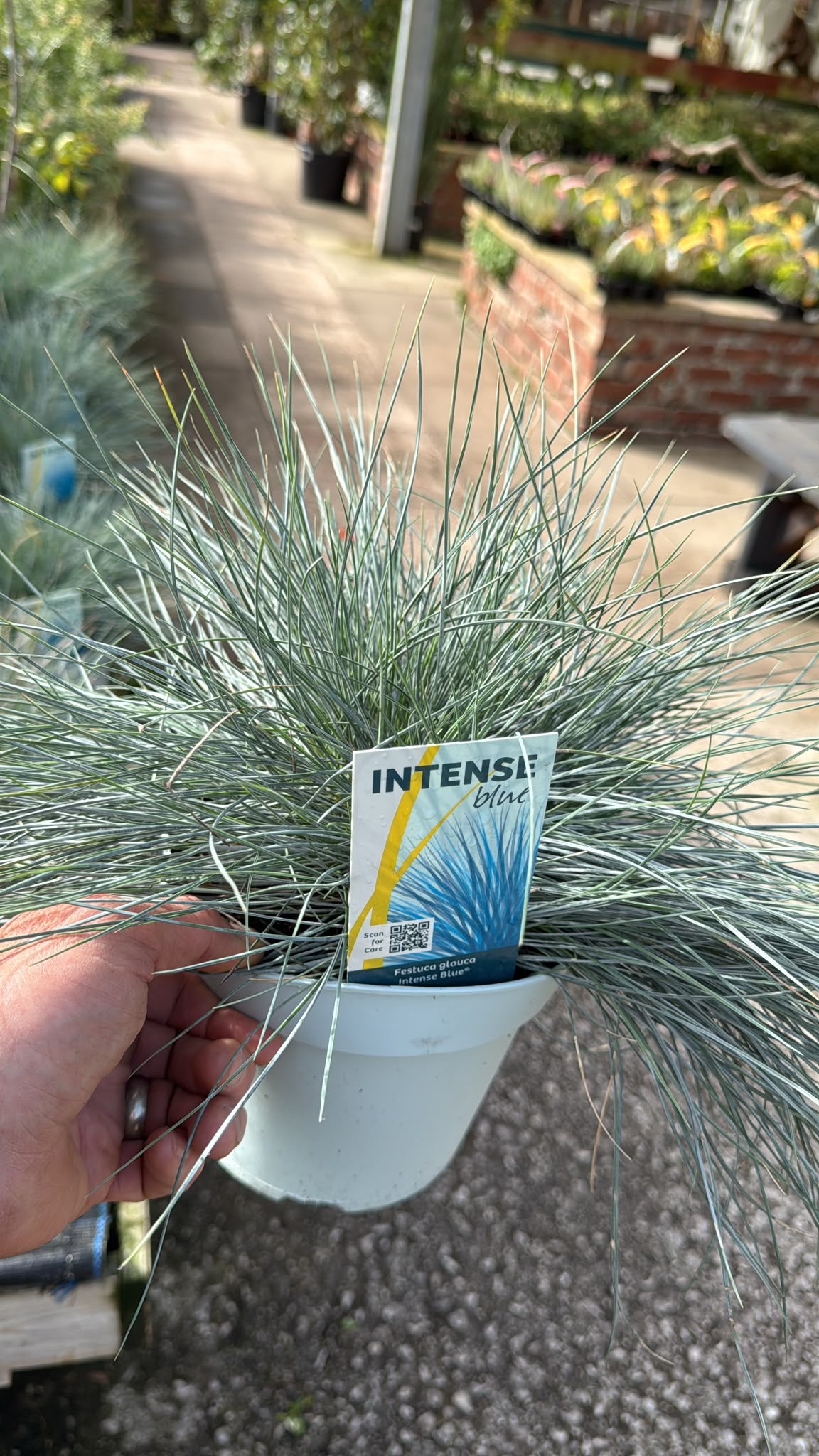Festuca Intense Blue Grass 2L