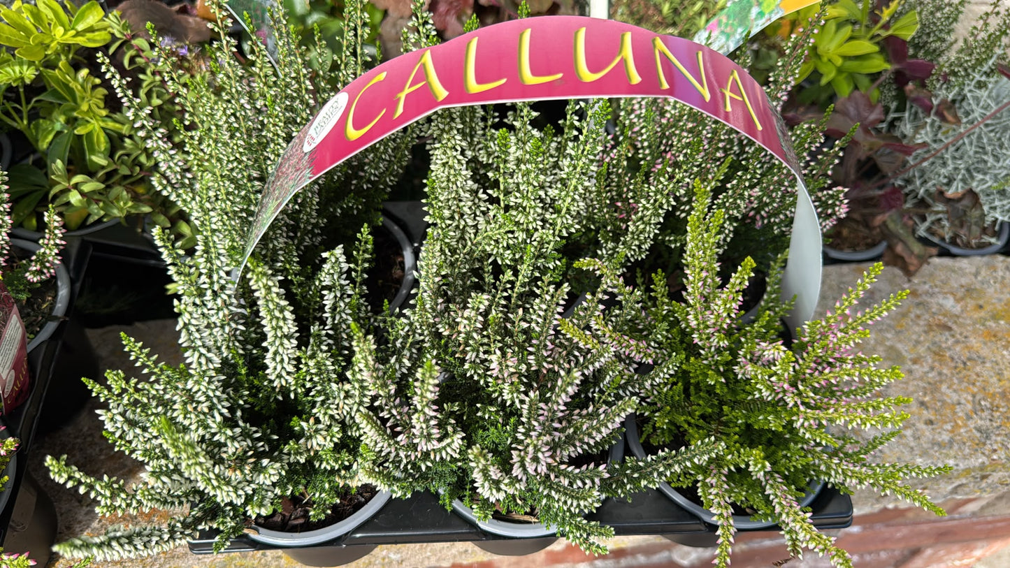 Calluna 6 Pack