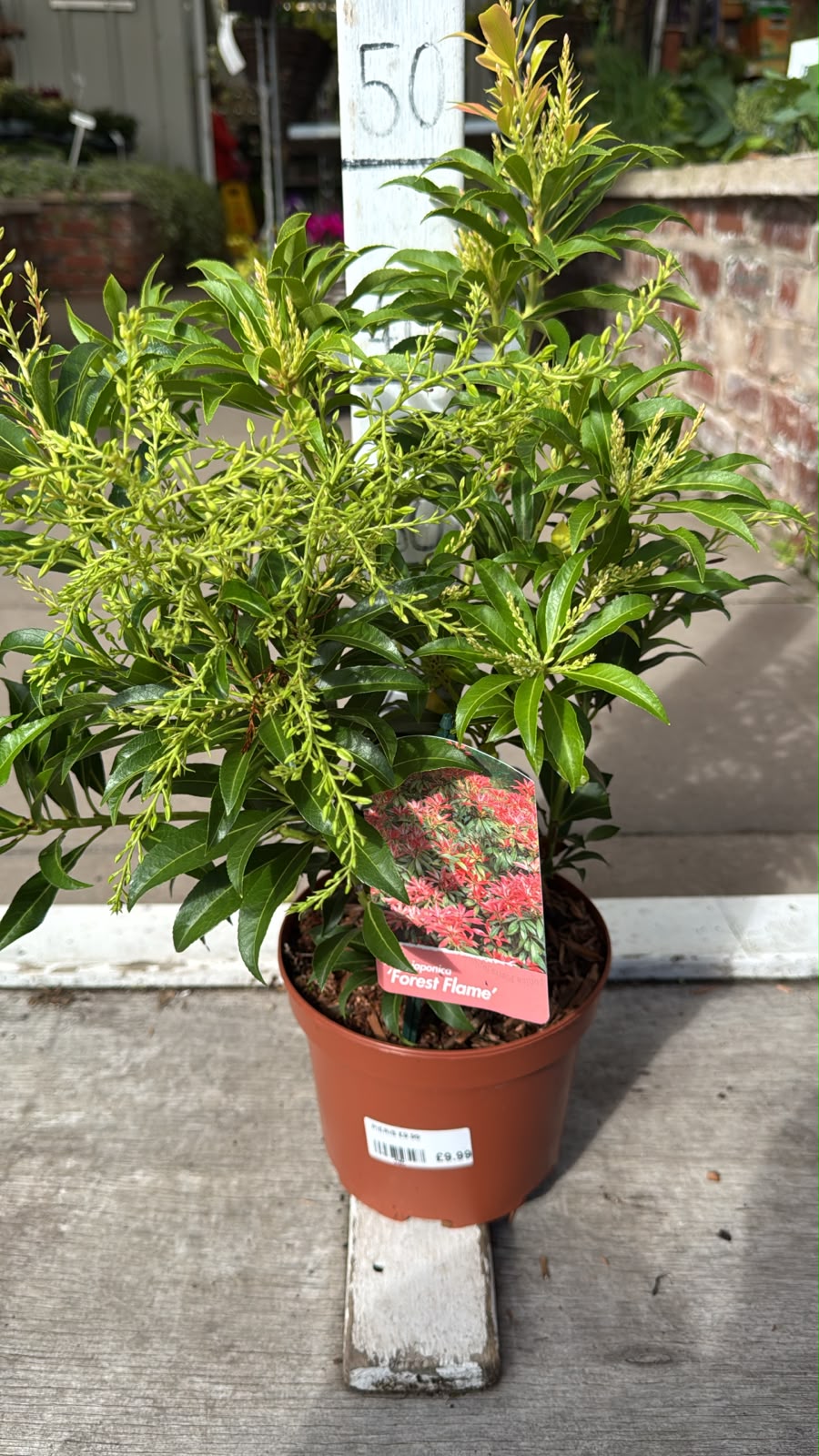 Pieris Forest Flame 2L