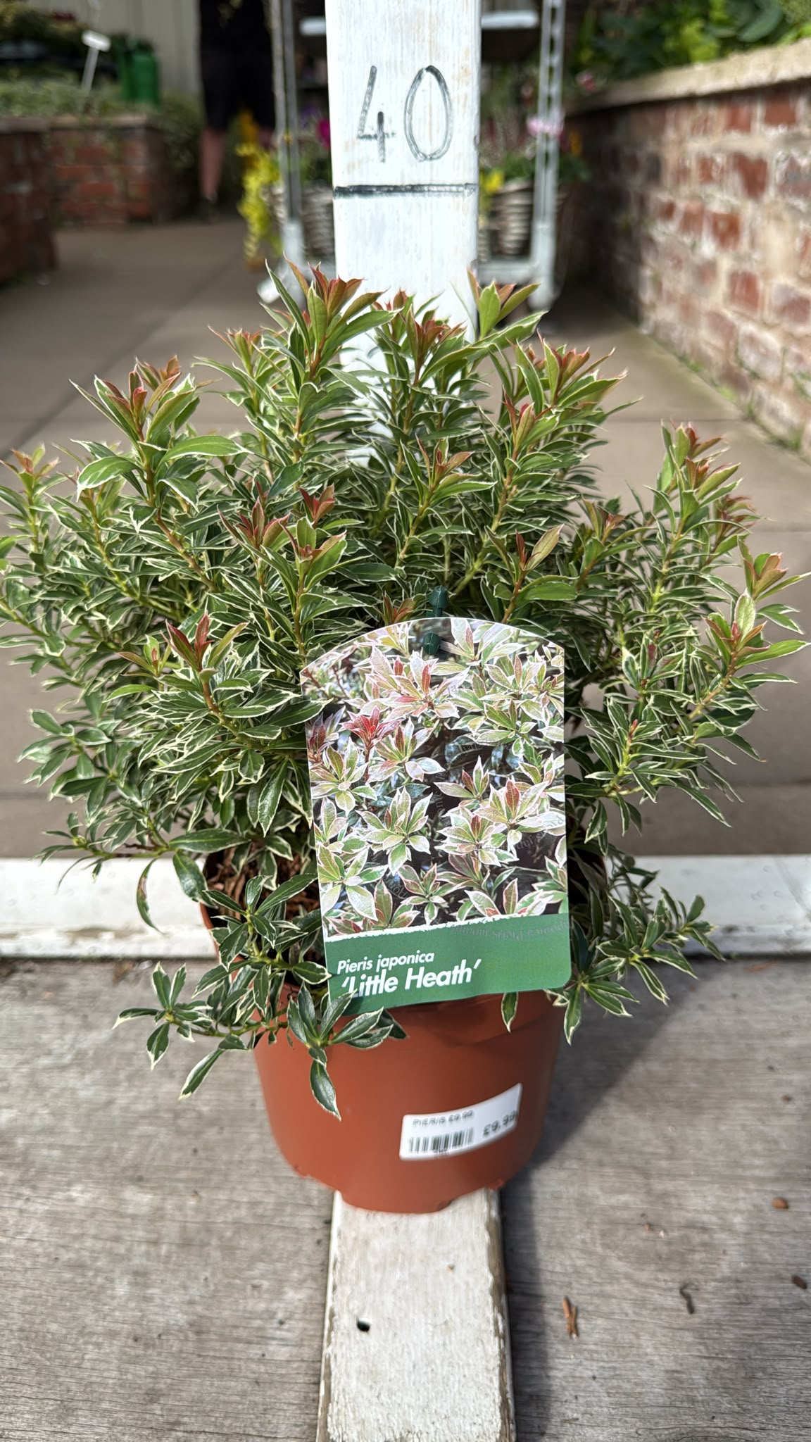 Pieris Little Heath 2L