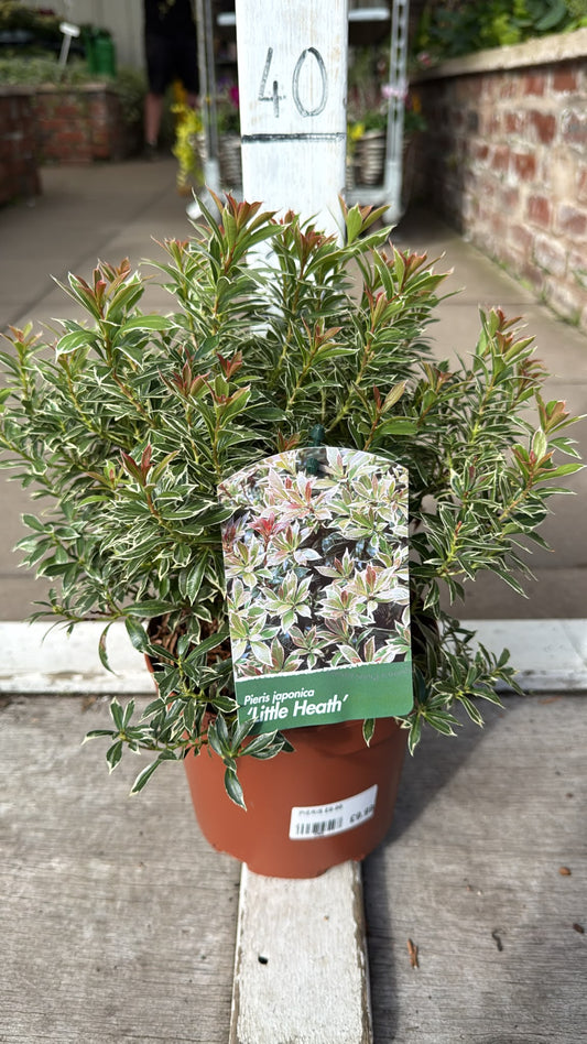 Pieris Little Heath 2L