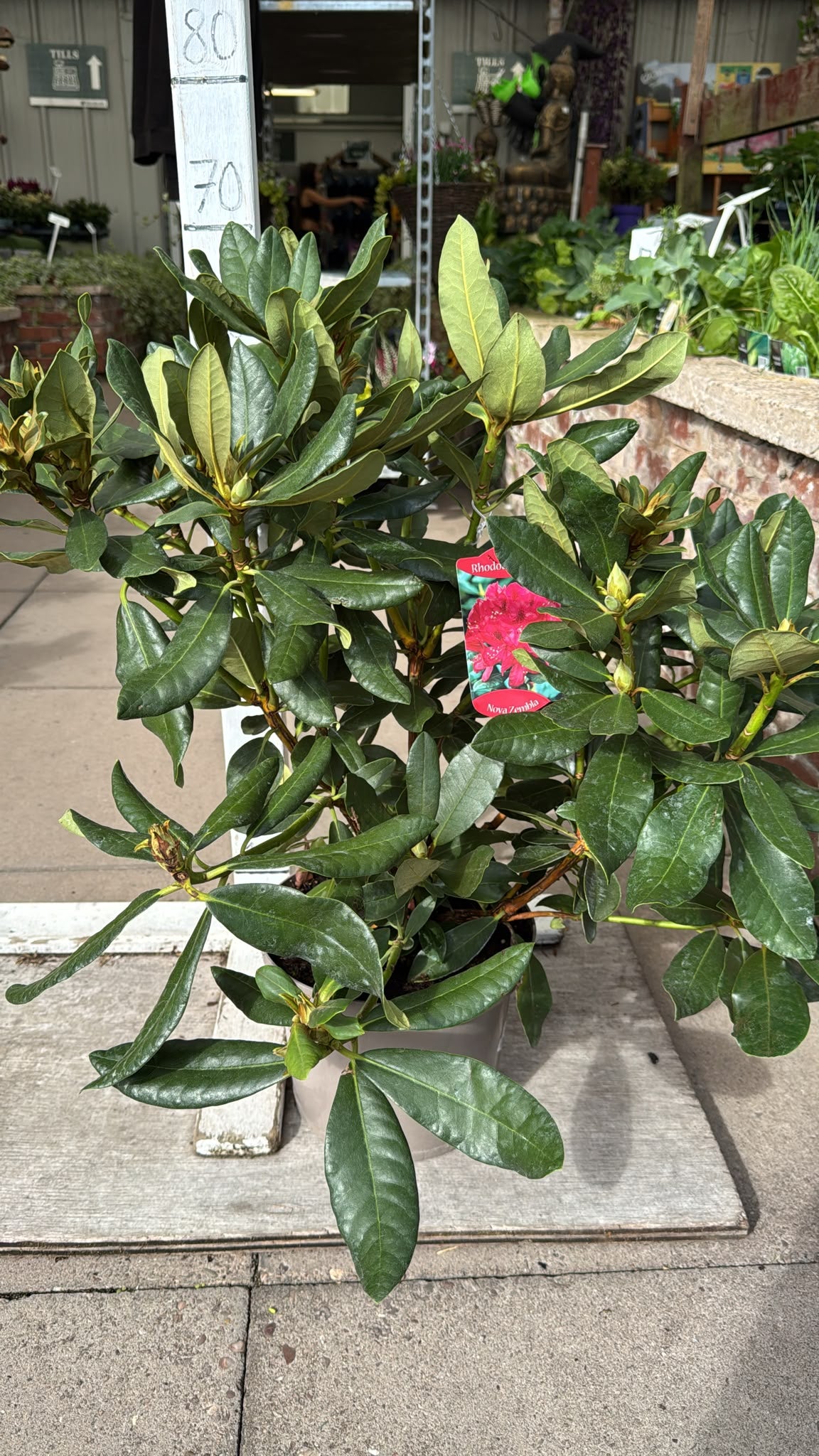 Rhododendron Nova Zembla 5L