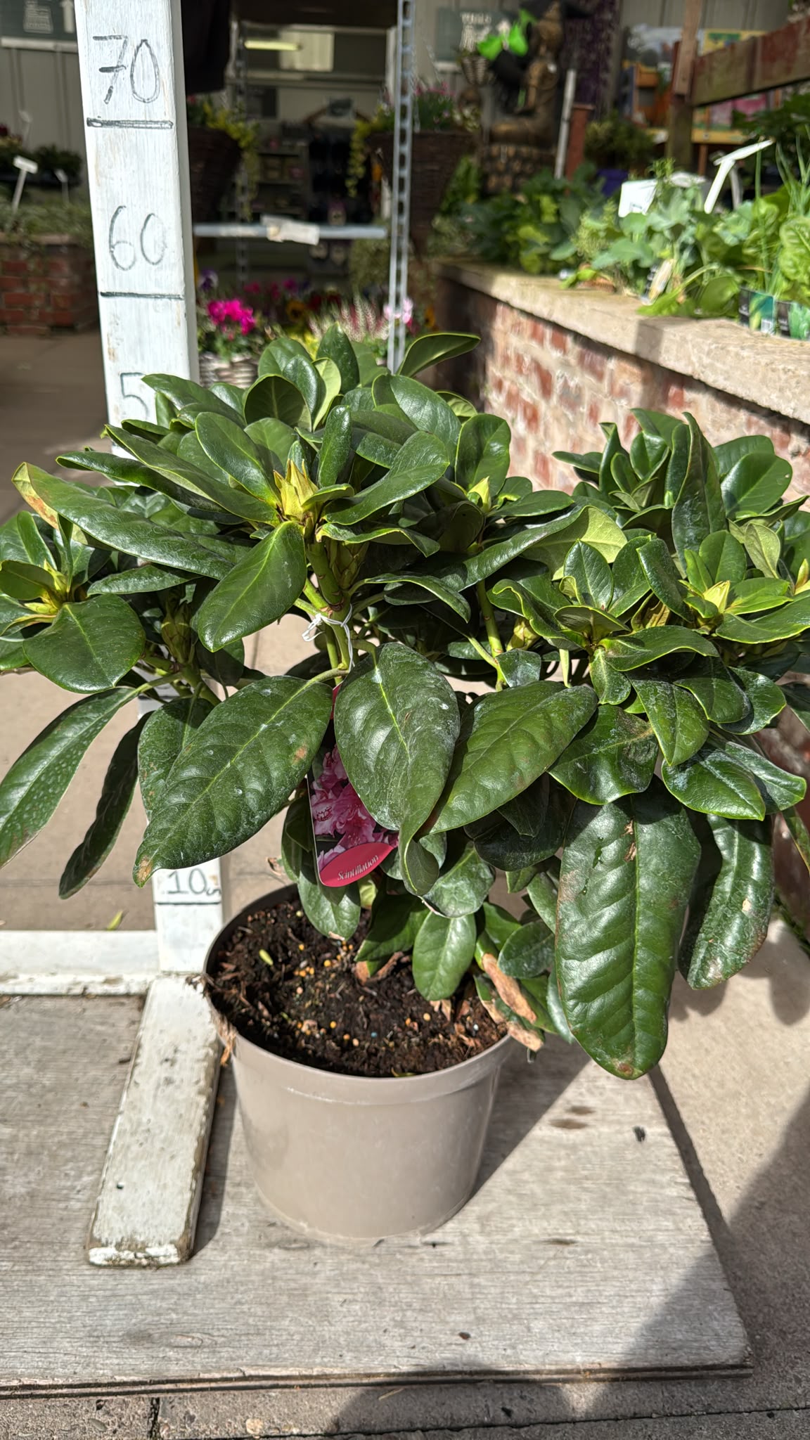 Rhododendron Scintillation 5L