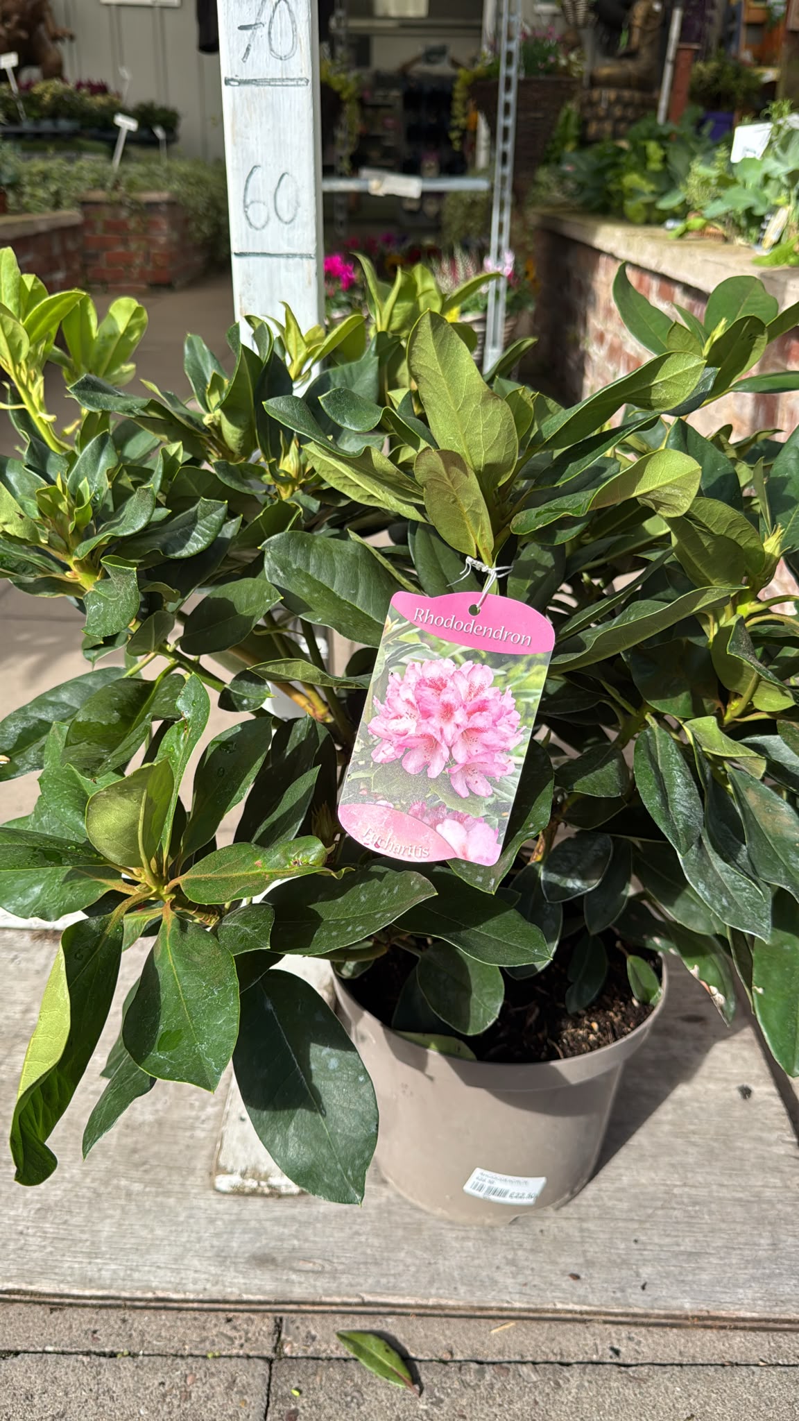 Rhododendron Eucharitis 5L