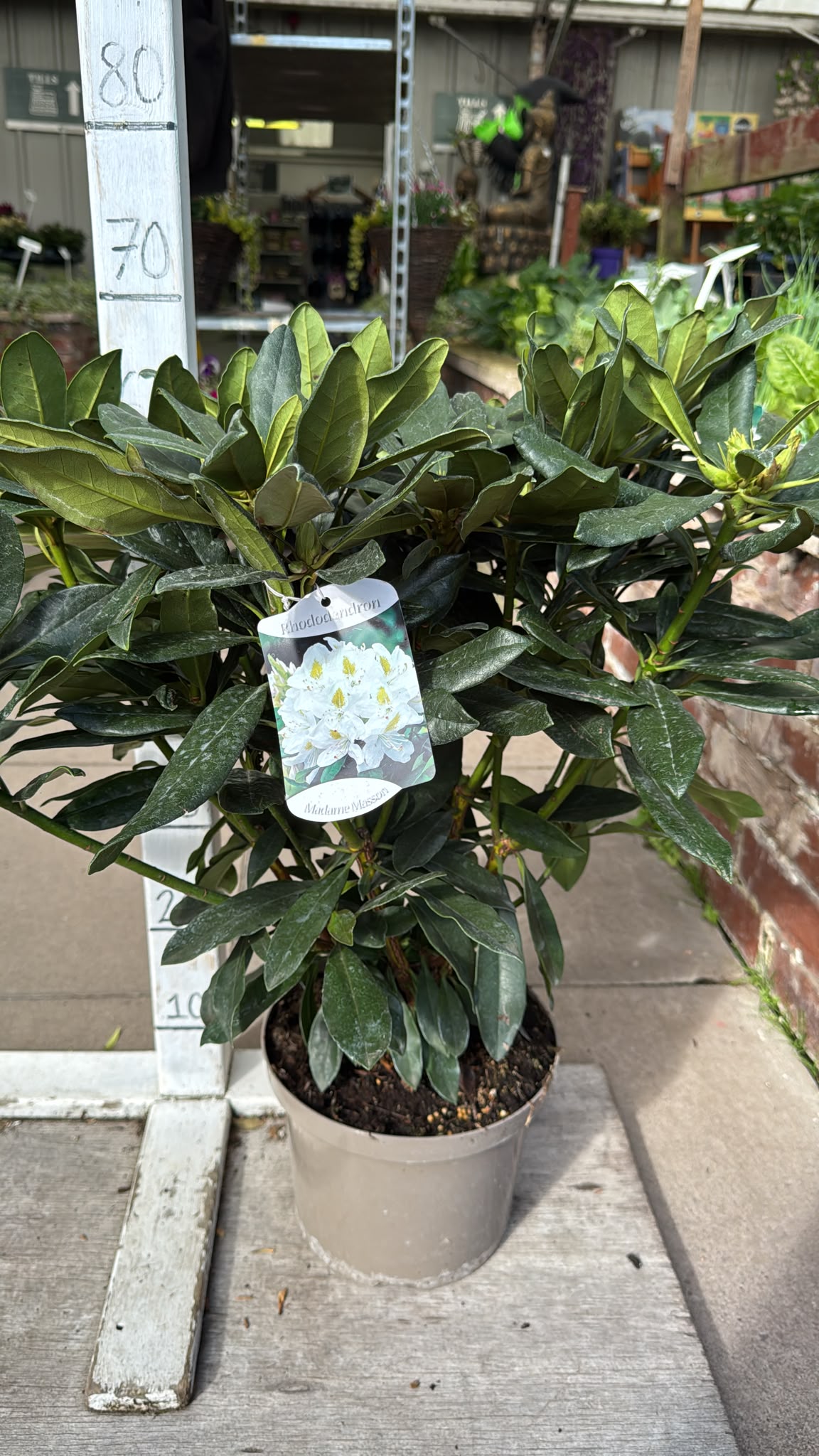 Rhododendron Madame Masson 5L