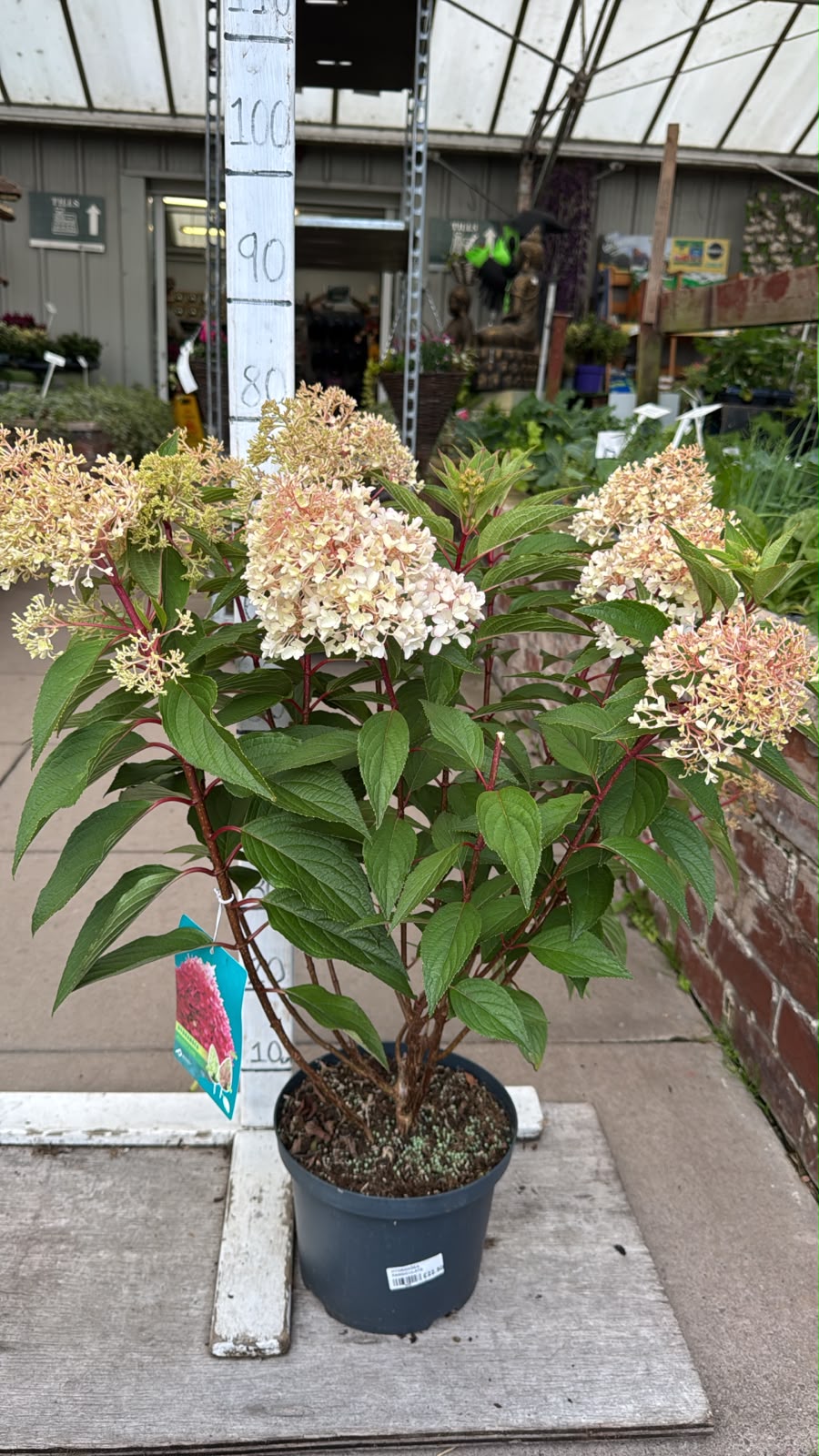 Hydrangea Paniculata Petite Flori