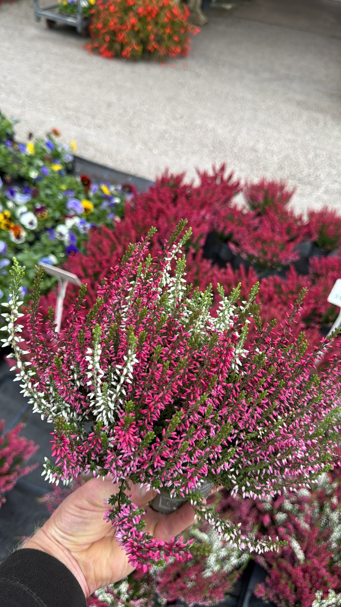 Calluna Trio 10cm Pot