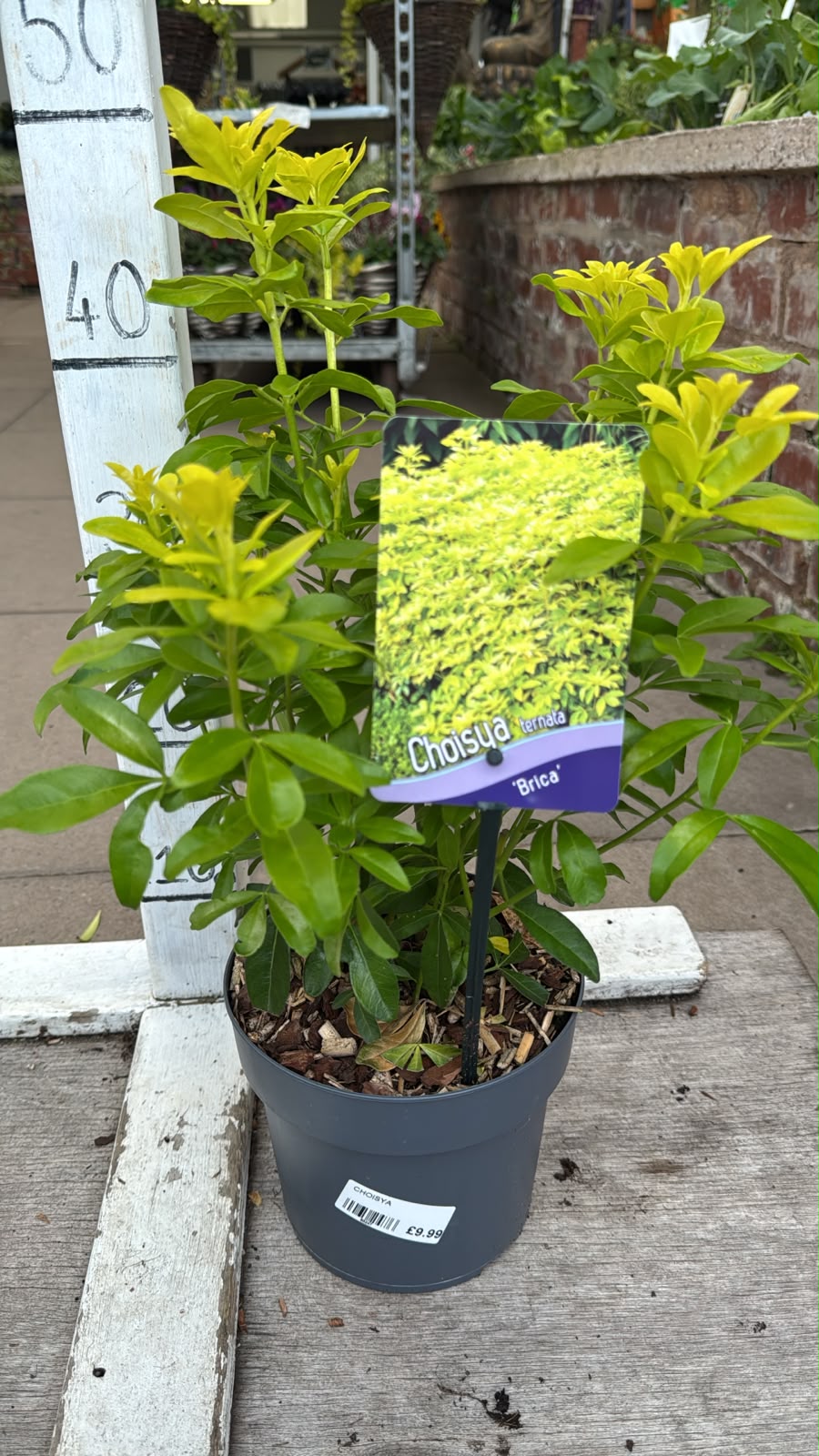 Choisya Brica 2L