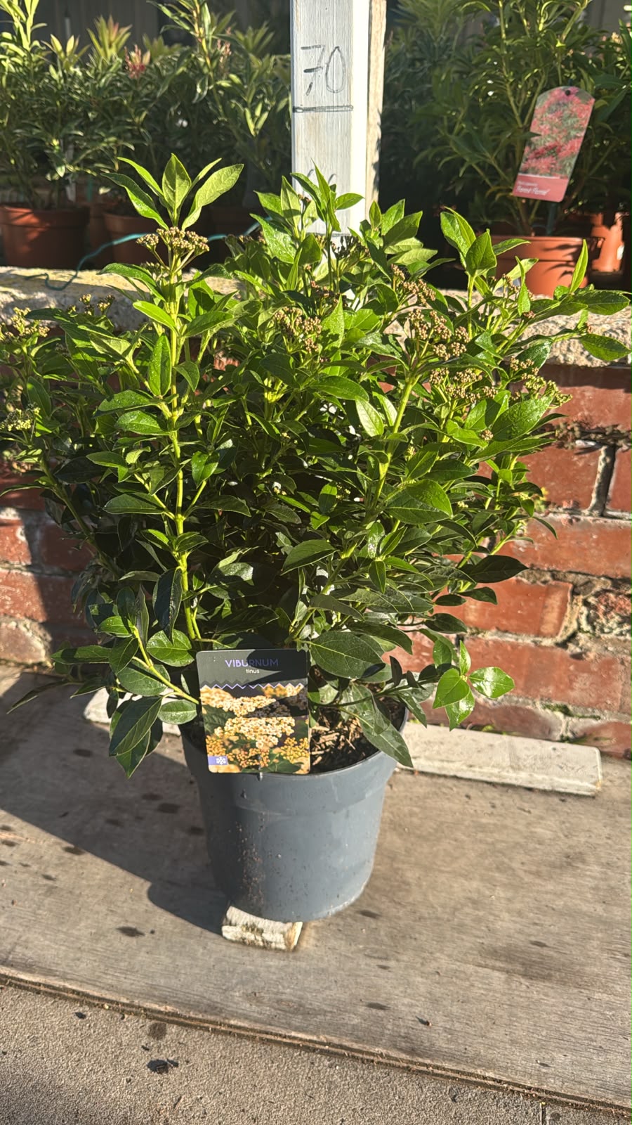Viburnum Tinus 4.5L