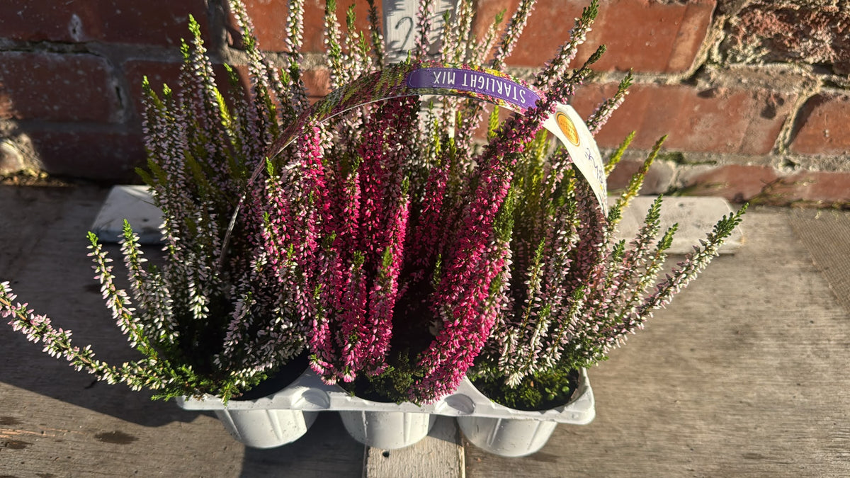 6 Pack Calluna Bedding