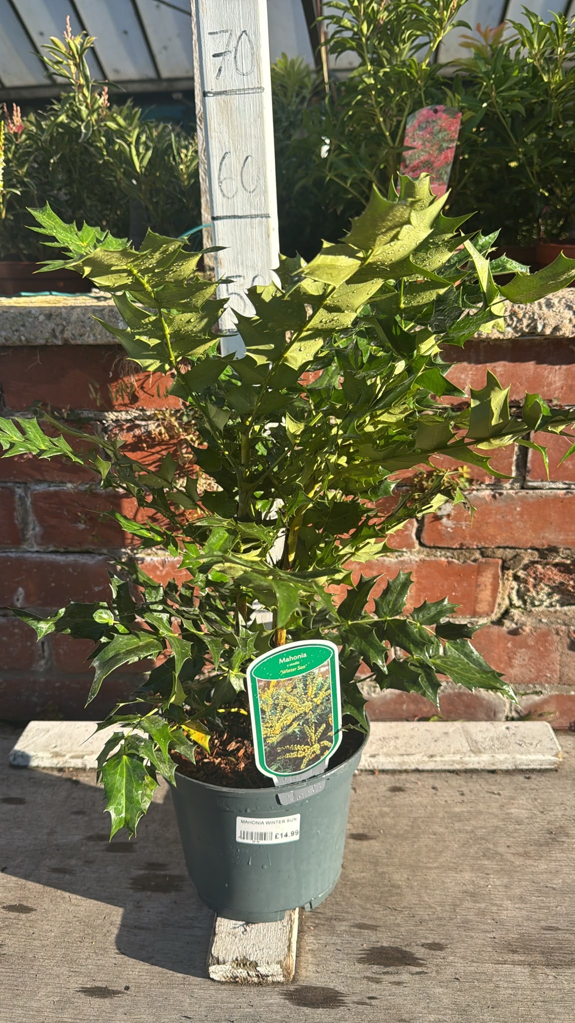 Mahonia Winter Sun 3L