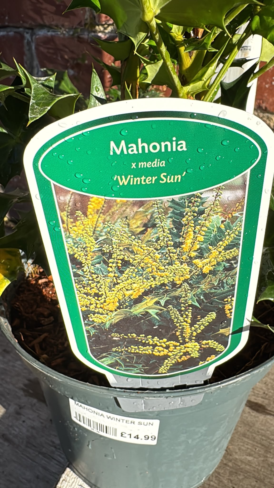 Mahonia Winter Sun 3L