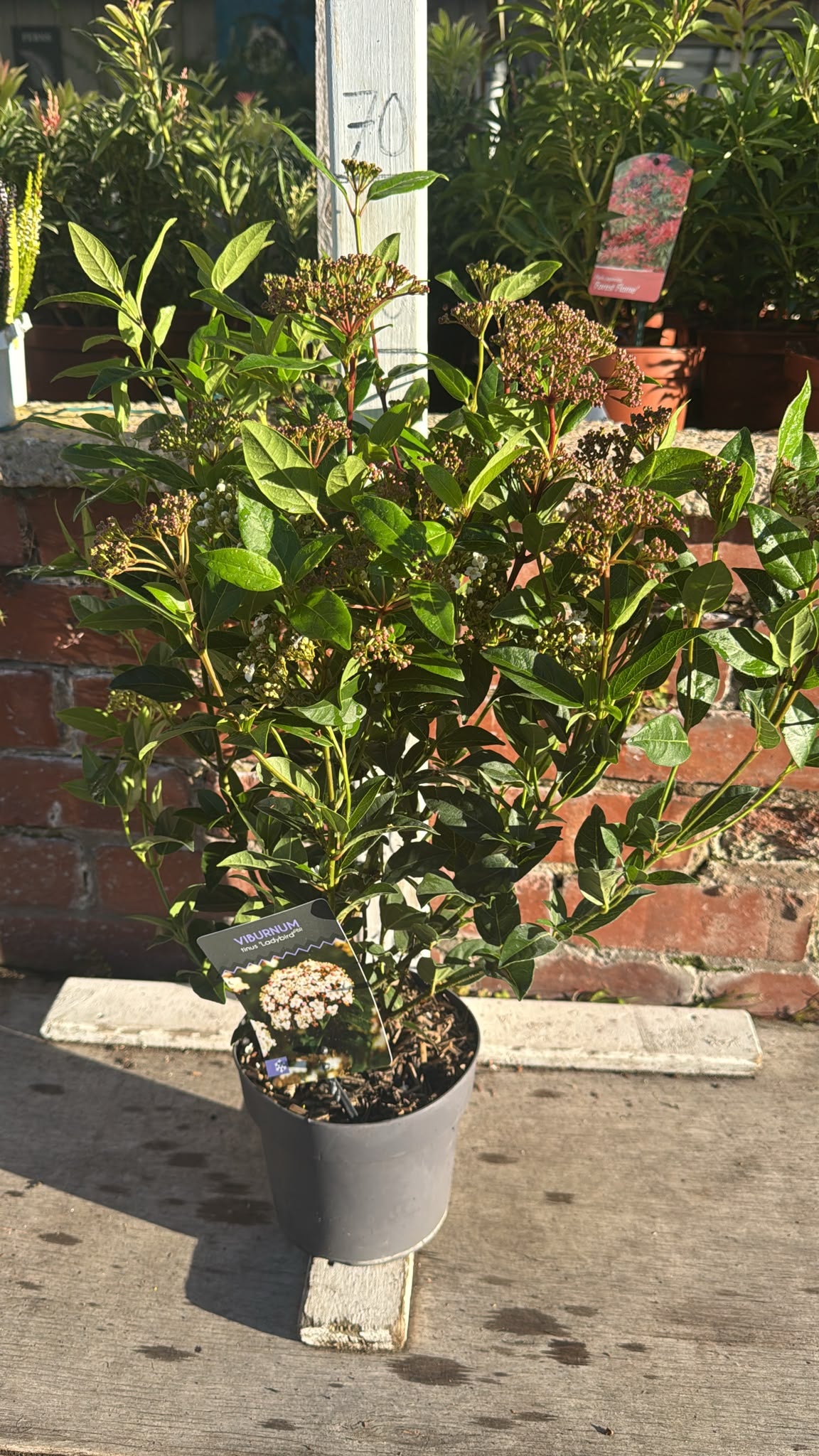 Viburnum 'Ladybird' 2L
