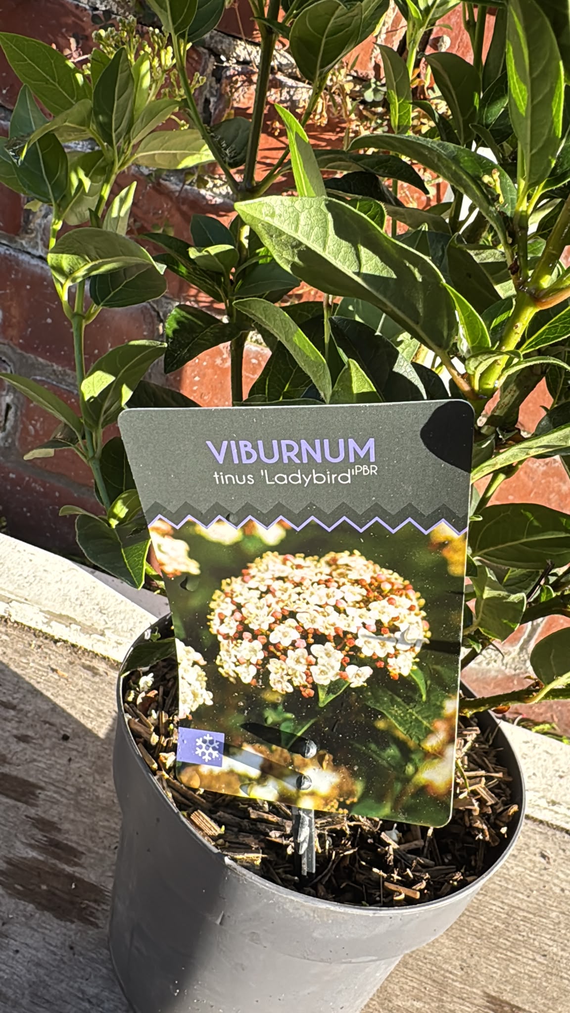 Viburnum 'Ladybird' 2L